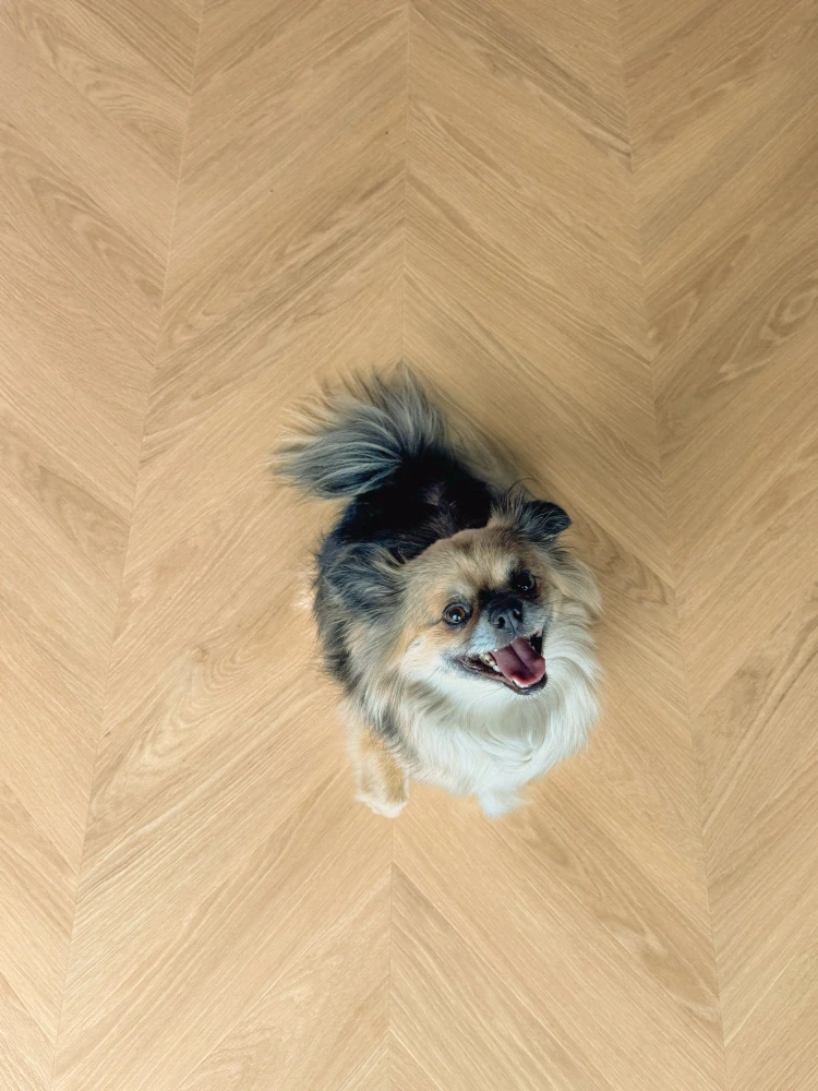 Rocky, Elegant - čisté třídění, synchronní struktura dřeva, podlaha vinylová rigidní Floorify CHEVRON